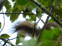 Sciurus granatensis