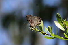 Paralucia pyrodiscus lucida