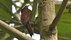 Margarornis squamiger