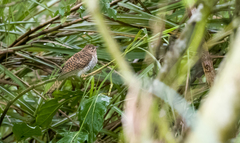 Cacomantis merulinus