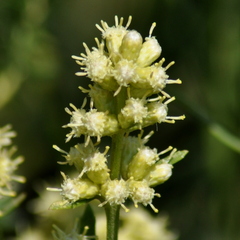 Baccharis spicata