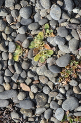 Myosotis brevis