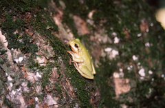 Hyla arborea