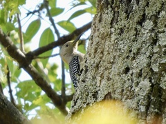 Melanerpes aurifrons