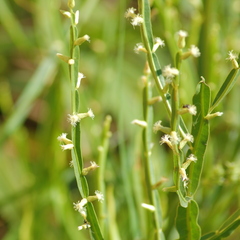 Baccharis trimera