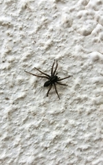 Textrix denticulata