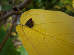 Hormaphis hamamelidis