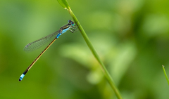 Ischnura senegalensis