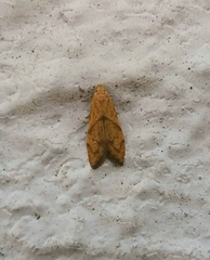 Blastobasis decolorella