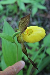 Cypripedium parviflorum pubescens