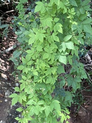 Cardiospermum grandiflorum