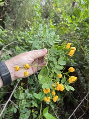 Senna pendula