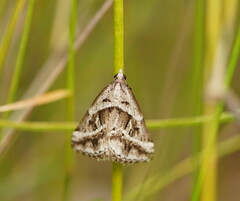 Dichromodes stilbiata
