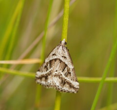 Dichromodes stilbiata
