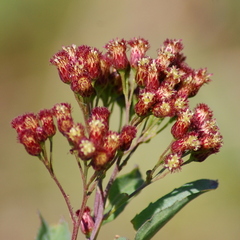 Baccharis vulneraria