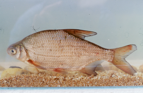 Blei (Blicca bjoerkna) — Cyprinidae