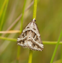 Dichromodes stilbiata