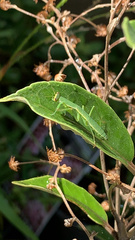 Orthodera novaezealandiae