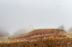 Cobitis taenia