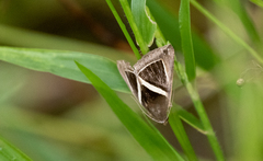 Chalciope mygdon