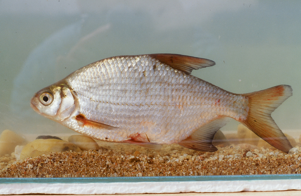 White Bream