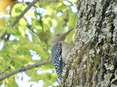 Melanerpes aurifrons