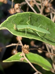Orthodera novaezealandiae