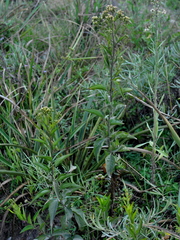 Baccharis vulneraria