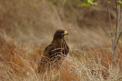 Buteo galapagoensis