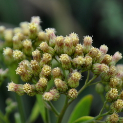 Baccharis vulneraria