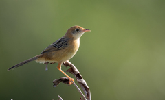 Cisticola exilis