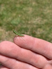 Orthodera novaezealandiae