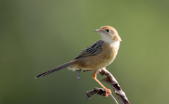 Cisticola exilis