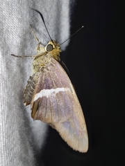 Aguna asander asander