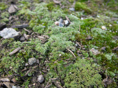 Bryum argenteum