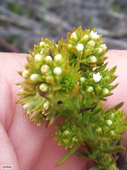 Thesium capitatum