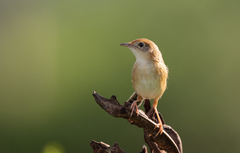 Cisticola exilis