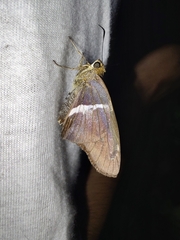 Aguna asander asander