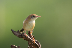 Cisticola exilis