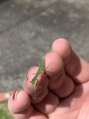 Orthodera novaezealandiae