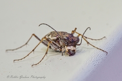 Neocicindela tuberculata