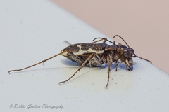 Neocicindela tuberculata