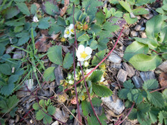 Fragaria virginiana