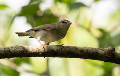 Phylloscopus borealis