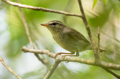 Phylloscopus borealis