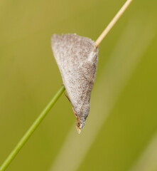 Adeixis inostentata