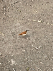 Furnarius leucopus cinnamomeus