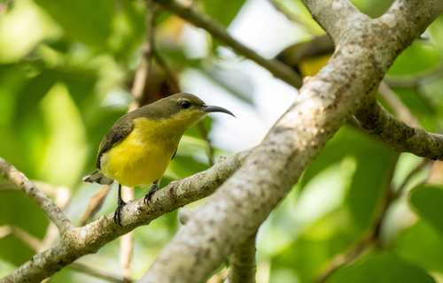 Garden Sunbird (Cinnyris jugularis), photo 4