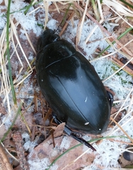 Hydrophilus ovatus