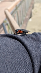 Osca lata